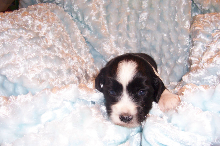 Face of new sable-and-white Tibetan Terrier puppy nestled in a soft blanket