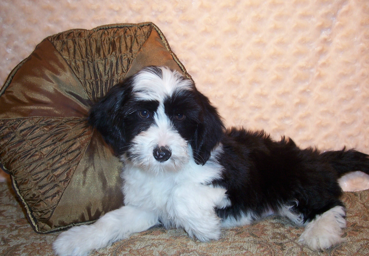 Black-and-white Tibetan Terrier puppy lying in front of brown decorative pillow