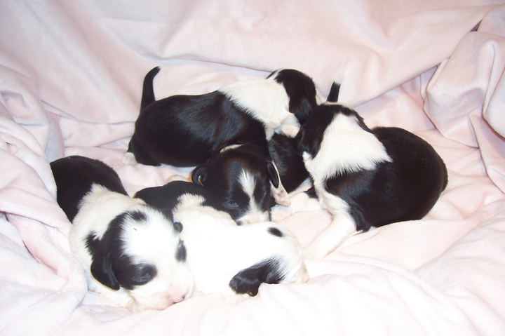 New black-and-white Tibetan Terrier puppies nestled together on a light pink blanket