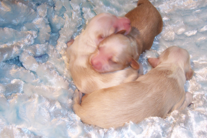 Brand-new Tibetan Terrier puppies lying on a soft blanket