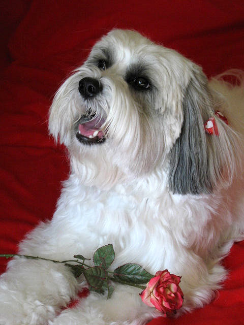 Light-colored Tibetan Terrier in a puppy cut, lying on a red blanket