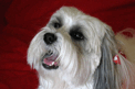 Light-colored Tibetan Terrier in a puppy cut, lying on a red blanket