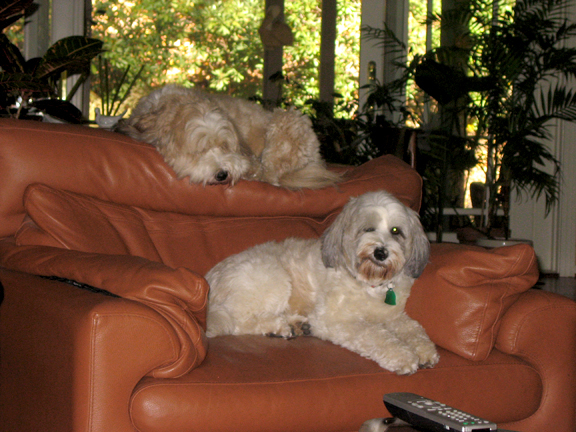 Two cream-colored Tibetan Terriers lying on a tan leather sofa