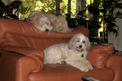 White Tibetan Terrier lying on a tan leather sofa