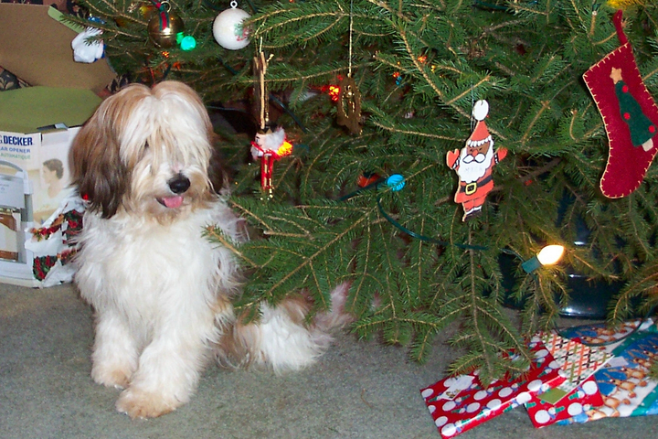 Sable-and-white Tibetan Terrier sitting near a Christmas tree