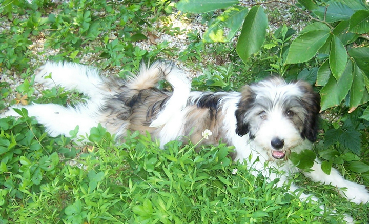 Sable-and-white Tibetan Terrier lying on green ground cover