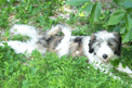 Gray-and-white Tibetan Terrier lying on green ground cover