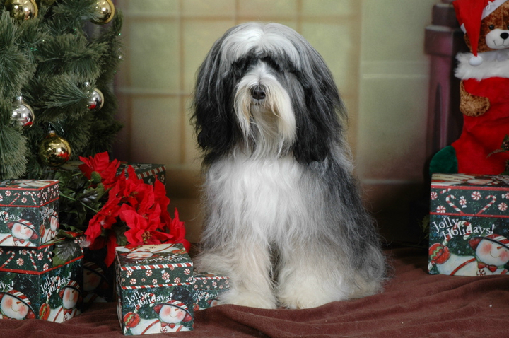 Long-haired gray-and-white Tibetan Terrier sitting near holiday presents and holiday tree