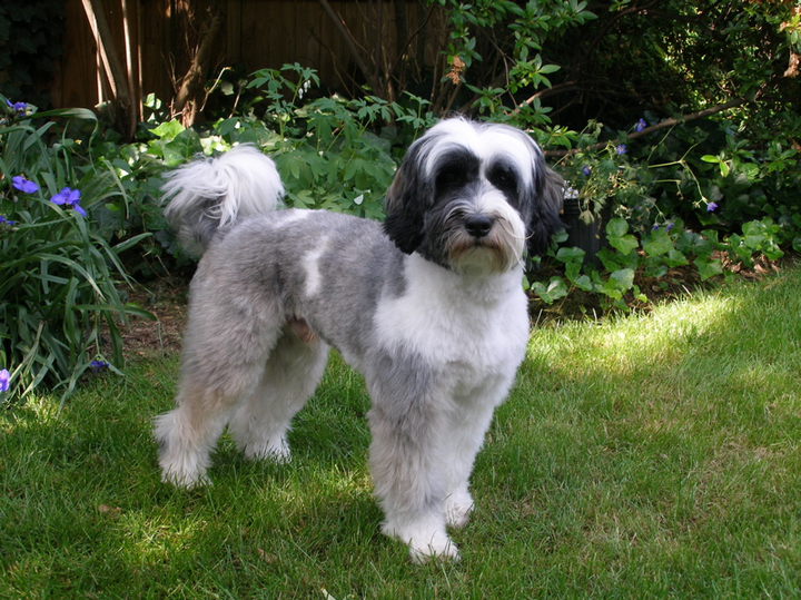 Short-trimmed gray-and-white Tibetan Terrier standing on grass in front of garden area