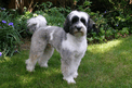 Short-trimmed gray-and-white Tibetan Terrier standing on grass in front of garden area