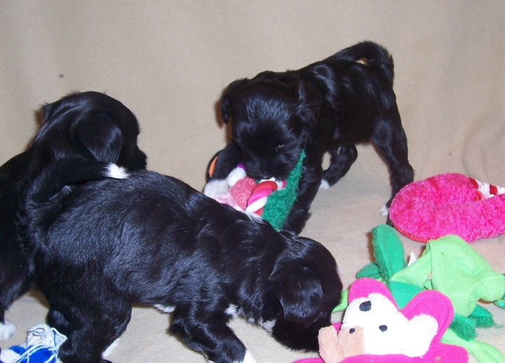 Three black Tibetan Terrier puppies playing with brightly colored soft toys