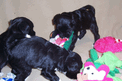 Three black Tibetan Terrier puppies playing with brightly colored soft toys