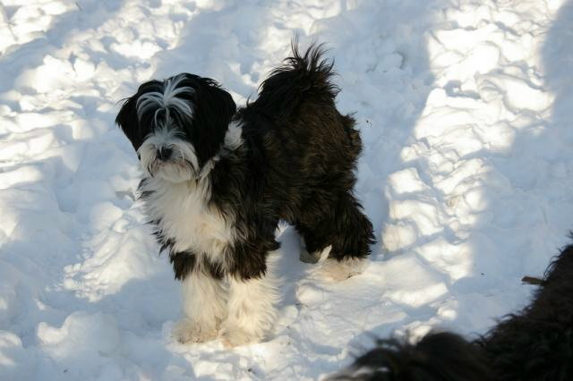 Black-and-white Tibetan Terrier standing on snow