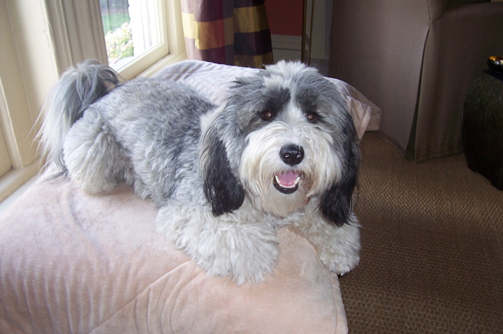 Short-haired gray-and-white Tibetan Terrier sitting on a pink pillow in front of a window