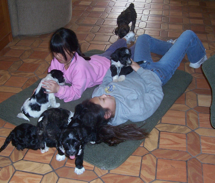 Two girls lying on a pad on a parquet floor with six young Tibetan Terrier puppies