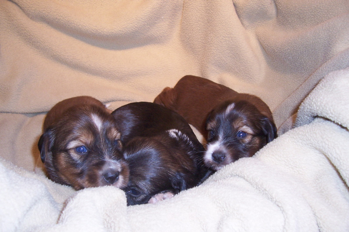 Three very small sable Tibetan Terrier puppies snuggled togehter in a white blanket