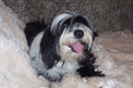Black-and-white Tibetan Terrier lying on a soft beige blanket in fromt of a brown background