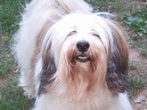 Long-haired, mostly white Tibetan Terrier looking up while standing on grass