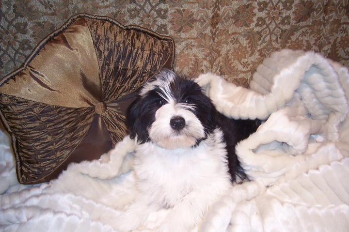 Black-and-white Tibetan Terrier puppy lying in a soft white blanket next to a brown decorative pillow on a brown flowered couch