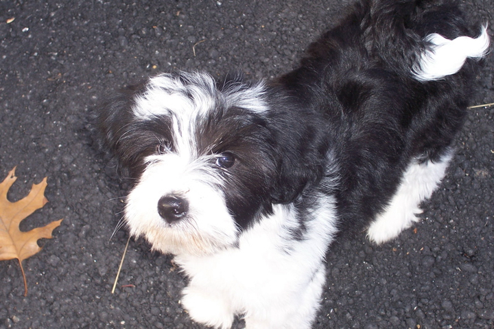 Black-and-white Tibetan Terrier puppy looking up at the camera while standing on asphalt pavement