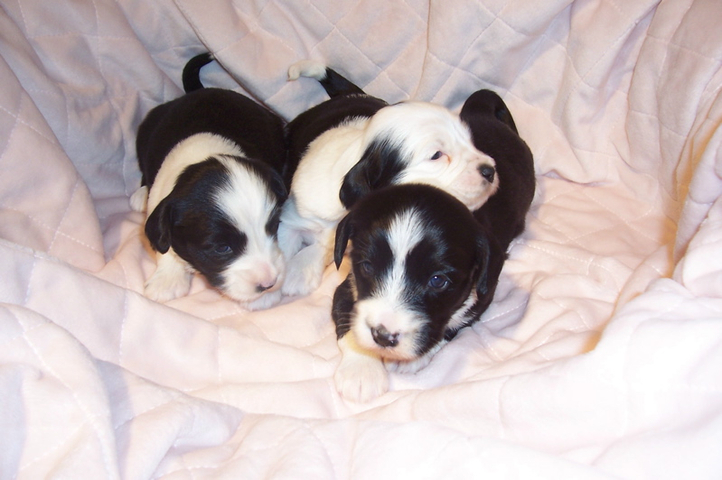 Three small black-and-white Tibetan Terrier puppies nestled together in a pink blanket