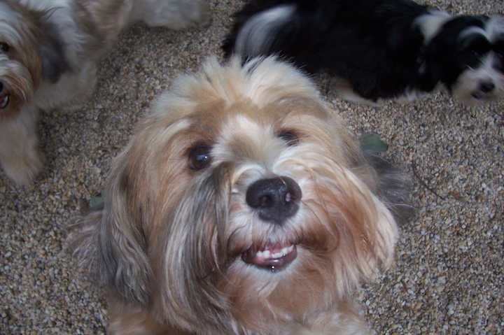 Close-up of the face of a sable Tibetan Terrier sitting on pea gravel, with two other Tibetan Terriers lying down in the background