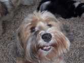 Close-up of the face of a sable Tibetan Terrier sitting on pea gravel, with two other Tibetan Terriers lying down in the background