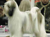 White-and-champagne long-haired Tibetan Terrier standing for show