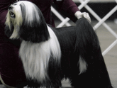 Black-and-white long-haired Tibetan Terrier standing for show
