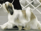White-and-champagne long-haired Tibetan Terrier walking for show