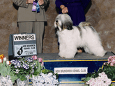 Mostly white Tibetan Terrier standing with Winners plaque