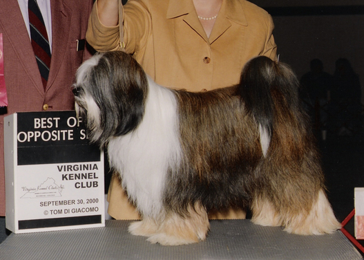 Sable-and-white Tibetan Terrier standing with Best of Opposite Sex plaque