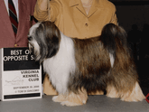 Sable-and-white Tibetan Terrier standing with Best of Opposite Sex plaque