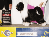 Black-and-white Tibetan Terrier standing as New Champion with Best of Winners plaque