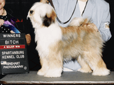 Sable-and-white Tibetan Terrier standing with Winners Bitch plaque