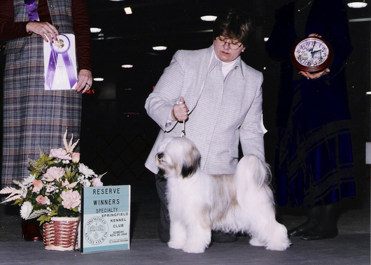 Mostly white Tibetan Terrier standing with Reserve Winners Specialty plaque