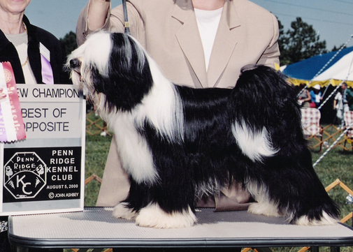 Black-and-white Tibetan Terrier standing as New Champion with Best of Opposite plaque