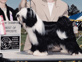 Domani Tibetan Terrier Zack wins championship at the Penn Ridge Kennel Club, 2000