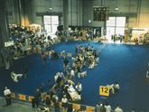 Overview of show ring 12 at the World Dog Show in Italy, 2000