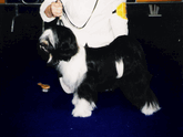 Lori Toth with black-and-white Tibetan Terrier standing for show at the World Dog Show in Italy, 2000