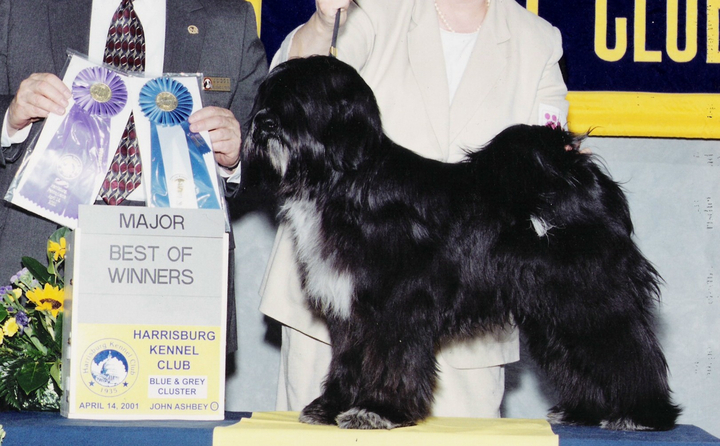 Mostly black Tibetan Terrier standing with Best of Winners plaque