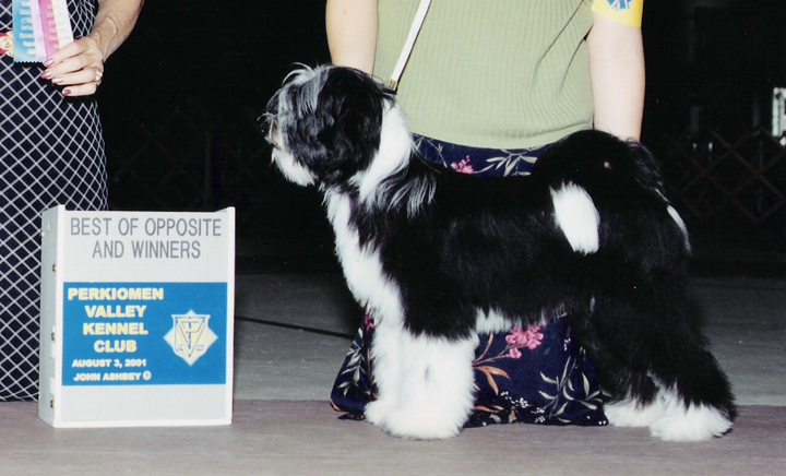Black-and-white Tibetan Terrier standing with Best of Opposite and Winners plaque