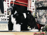 Black-and-white Tibetan Terrier standing with Puppy Best in Show plaque