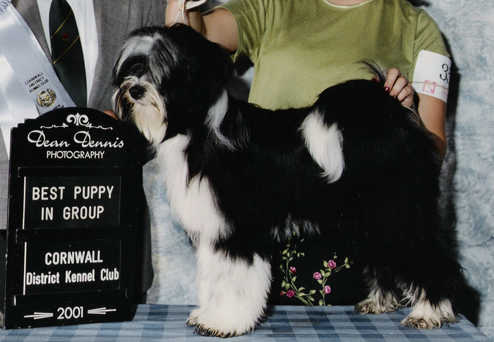 Black-and-white Tibetan Terrier standing with Best Puppy in Group plaque