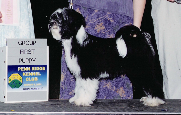 Black-and-white Tibetan Terrier standing with Group First Puppy plaque