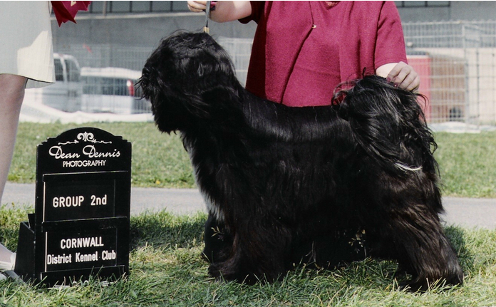 Black Tibetan Terrier standing in grass with Group 2nd plaque