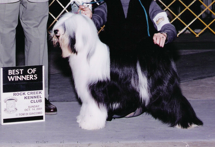 Black-and-white Tibetan Terrier standing with Best of Winners plaque