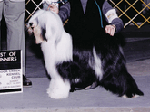 Black-and-white Tibetan Terrier standing with Best of Winners plaque