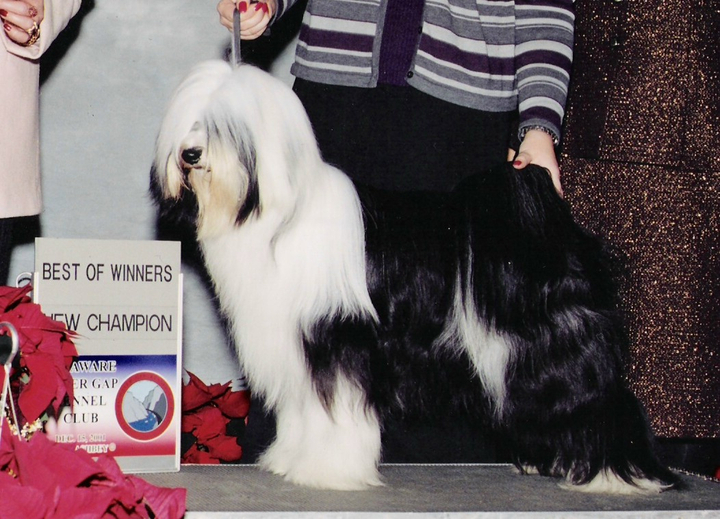 Black-and-white Tibetan Terrier standing as New Champion with Best of Winners plaque