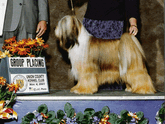 Sable-and-white Tibetan Terrier standing with Group Placing plaque